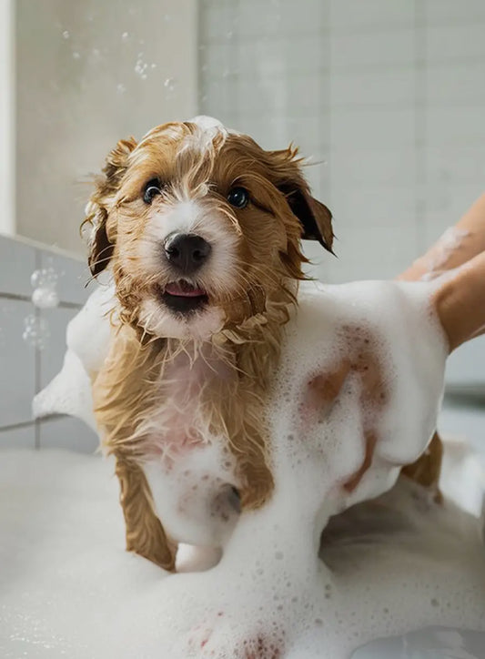 Picture showing a small dog getting a bath with the pet shampoo.