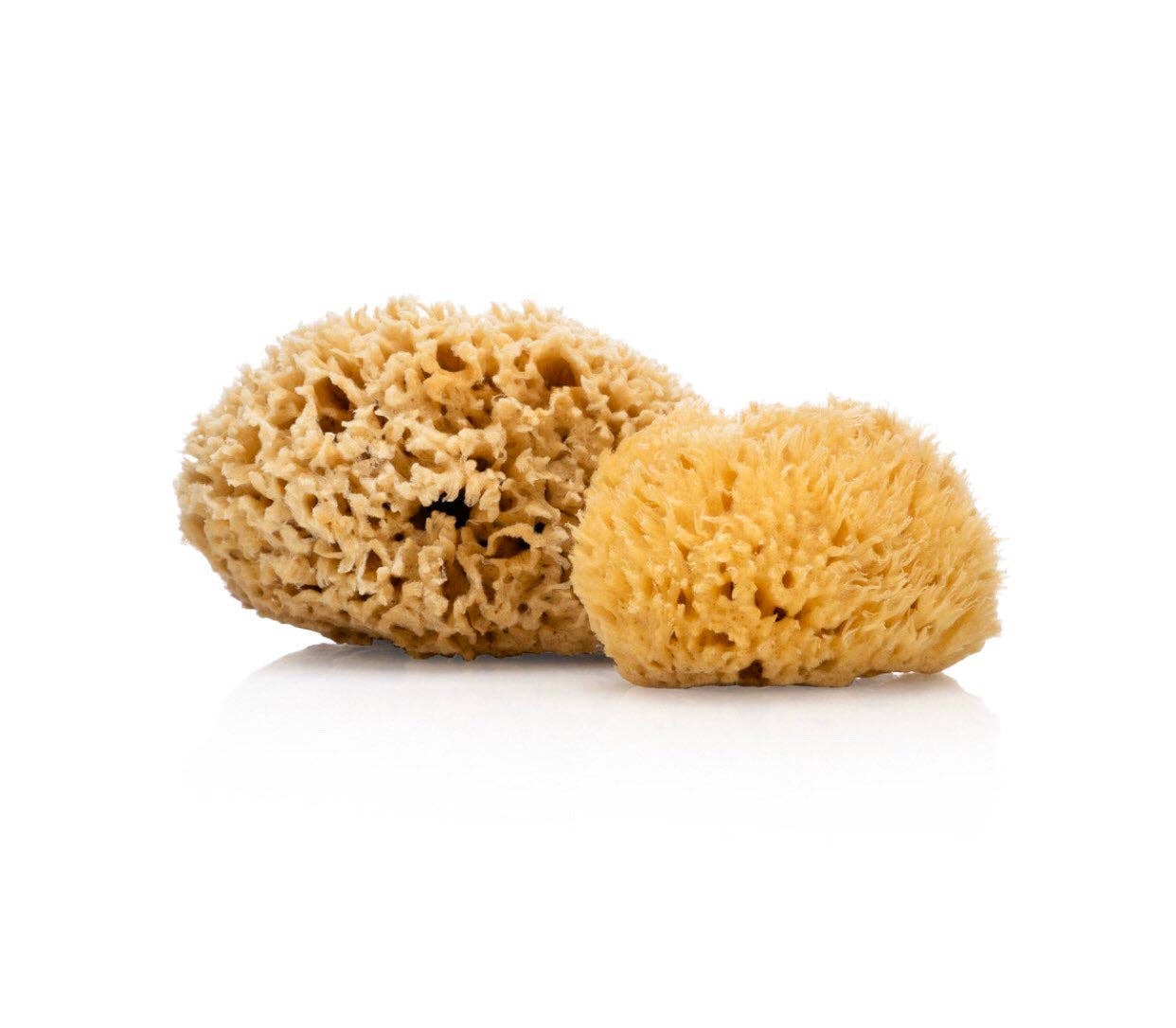 Two natural sponges on a white background